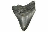 Fossil Megalodon Tooth - South Carolina #172233-1
